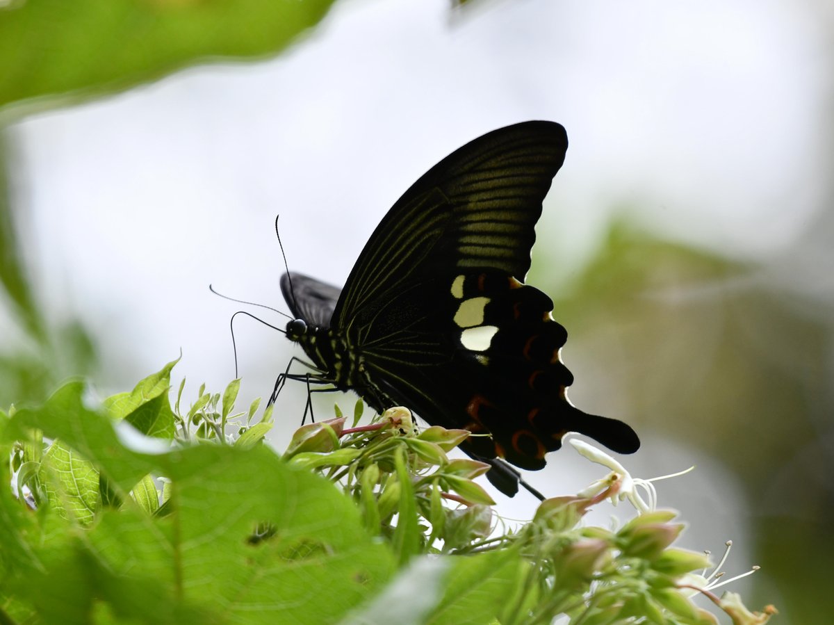 #36:
          Papilio Helenus, Okinawa.
          f/5.6 at 450mm - Shutter Speed: 1/500 - ISO: 720